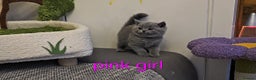 British Shorthair cats for sale: British Blue Shorthair kittens, GCCF pedigree - Advert 15