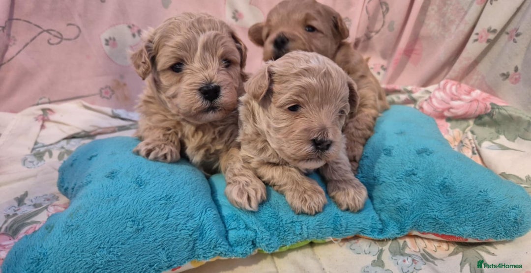 Maltipoo dogs for sale: 5 ⭐️ small Maltipoo’s puppy’s  - Advert 5