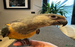 Parrots birds for sale: Baby Hand Reared African Red Bellied Parrot - Image 2