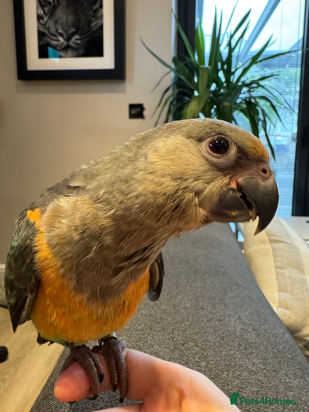 Parrots birds for sale: Baby Hand Reared African Red Bellied Parrot - Image 2