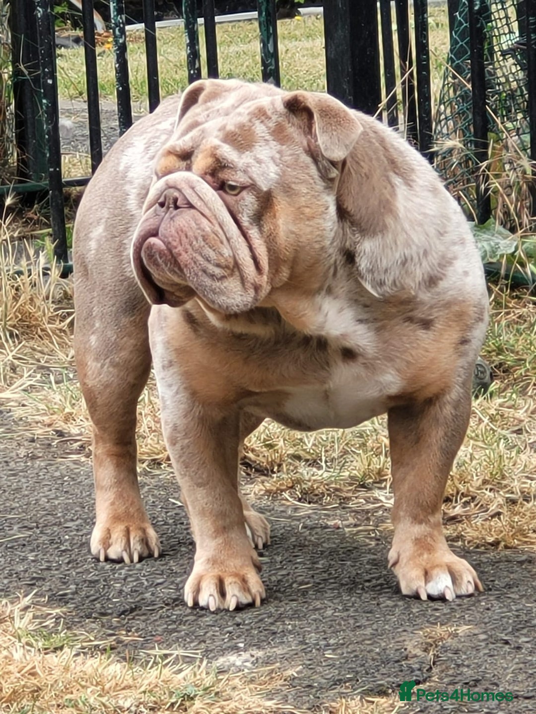Mixed Breed dogs for sale: F1 olde English bulldog - Advert 8