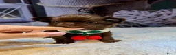 Chihuahua dogs for sale: 💙🤎Unique KC LC Chocolate Chihuahuas, 2 Boys🤎💙 - Advert 8