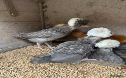 Chickens poultry for sale: Polish chicks Unsexed chicken bantam - Image 1