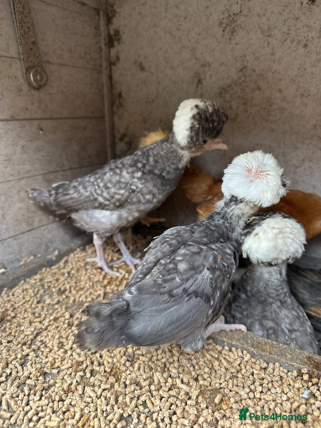 Chickens poultry for sale: Polish chicks Unsexed chicken bantam - Image 1