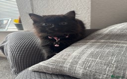 Mixed Breed cats for sale: 2 black half ragdoll kittens - Image 6