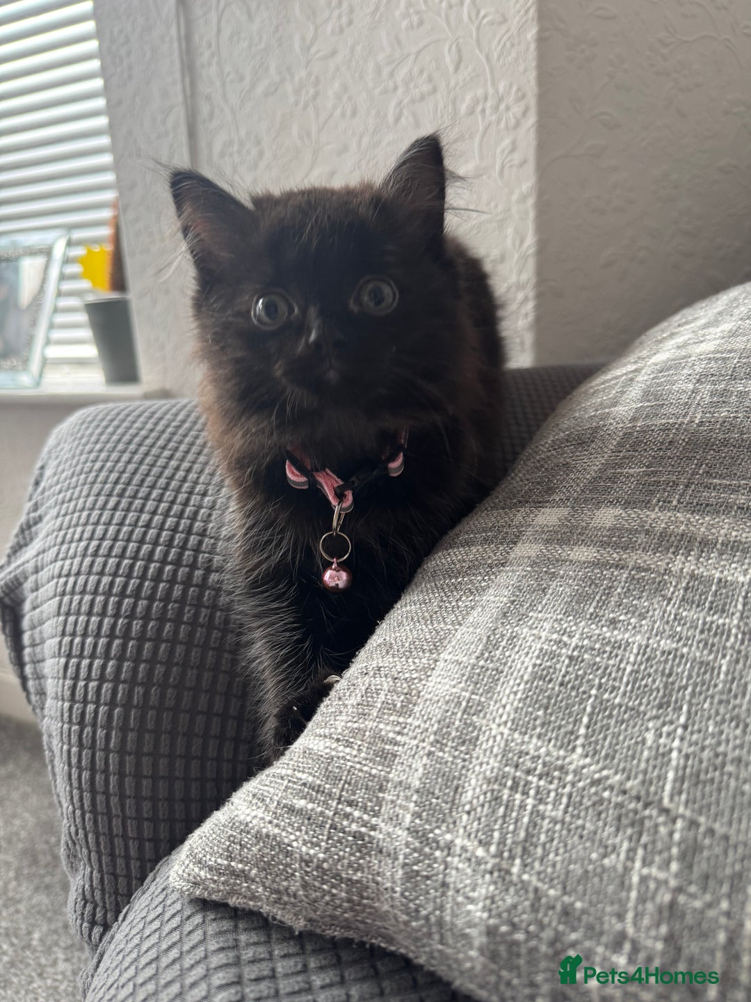 Mixed Breed cats for sale: 2 black half ragdoll kittens - Image 6