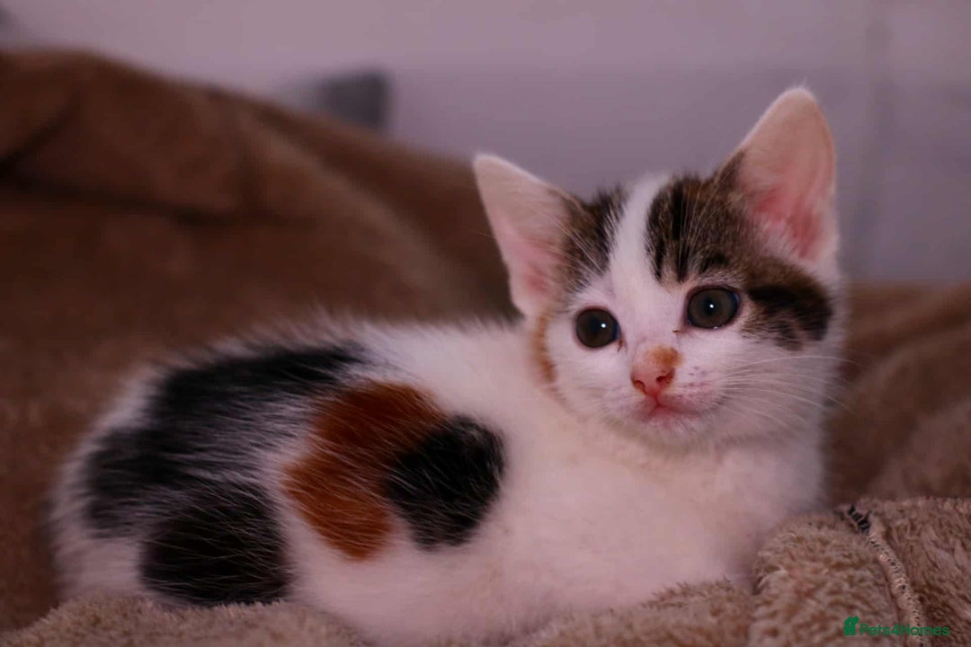 European cats for sale: Kittens  - Image 5