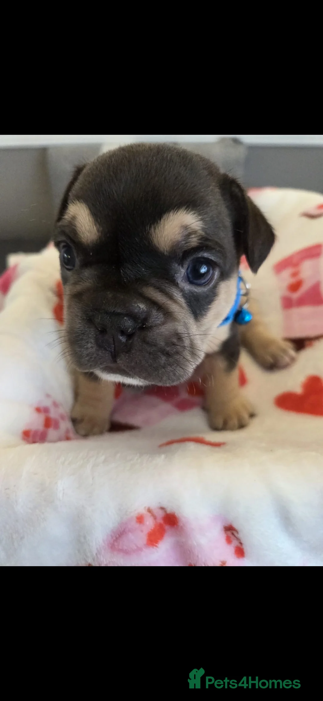 French Bulldog dogs for sale: Beautiful Frenchie puppies - Advert 32