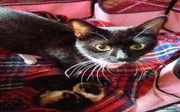 Mixed Breed cats for sale: 3 gorgeous tortoiseshell kittens  - Image 5