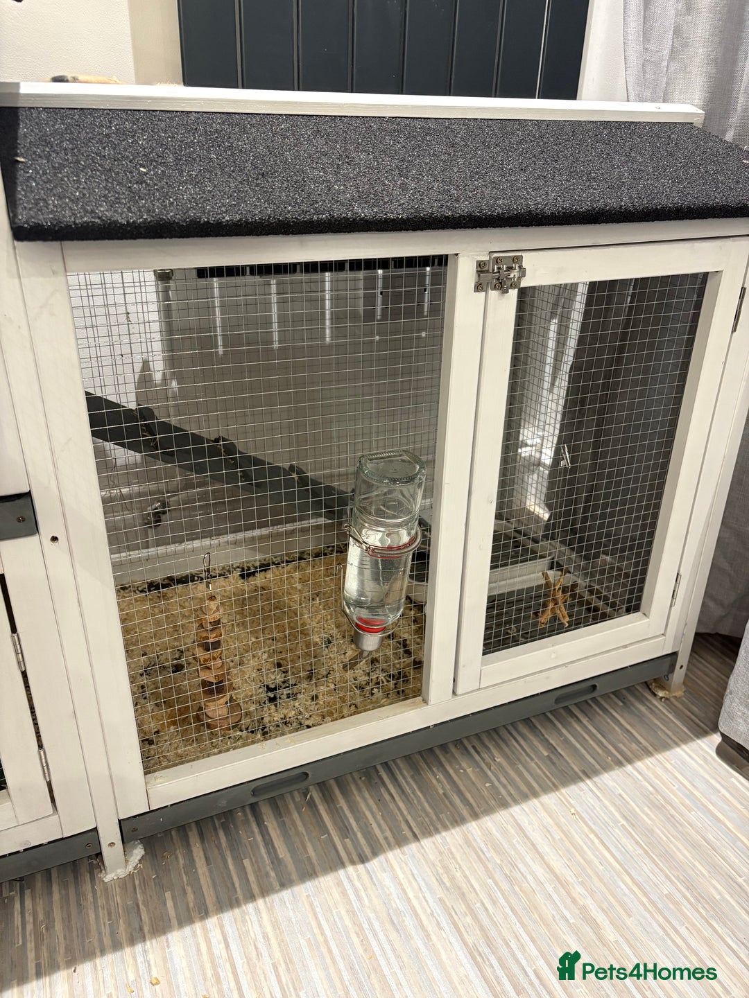 Mini Lop rabbits for sale: X2 Mini Lop Male Rabbits  - Advert 10