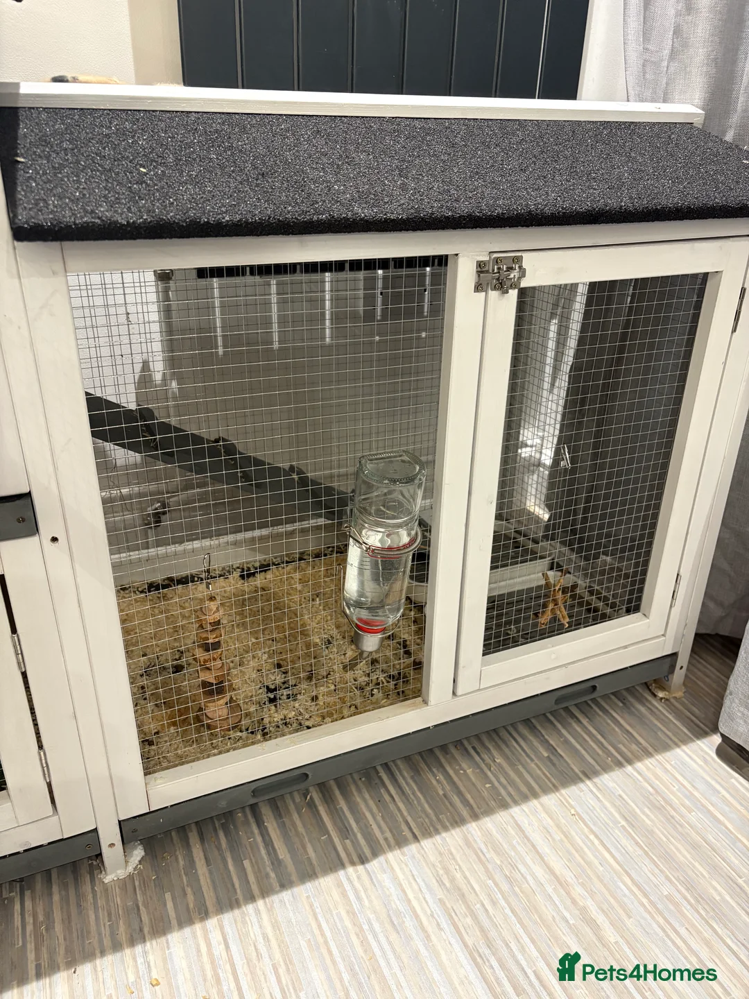 Mini Lop rabbits for sale: X2 Mini Lop Male Rabbits  - Advert 10