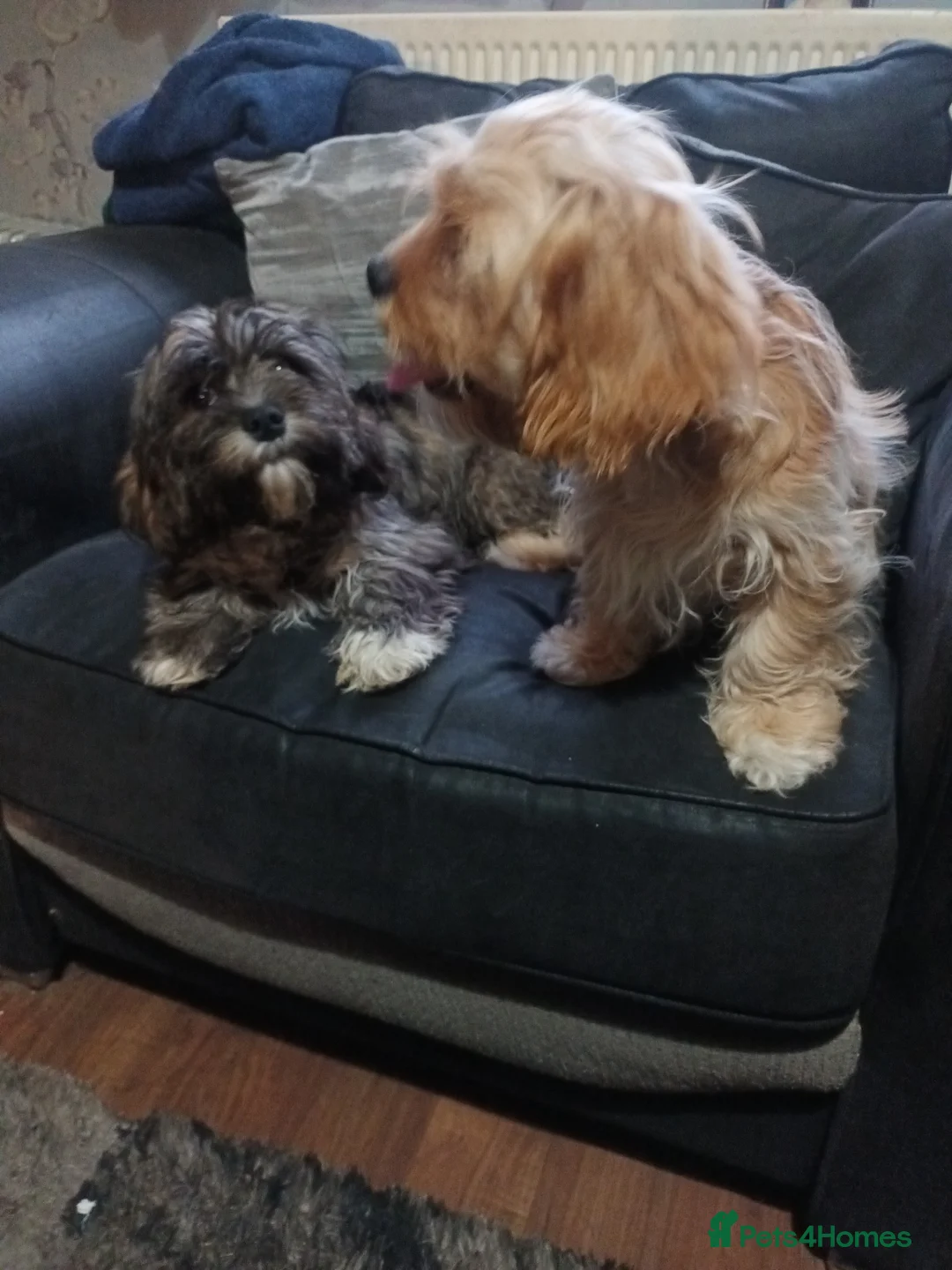 Cava Tzu dogs for sale: Cava-Tzu pups - Advert 1
