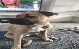 Mixed Breed dogs for sale: AMERICAN BULLDOG MIX FOR SALE ASAP - Image 3