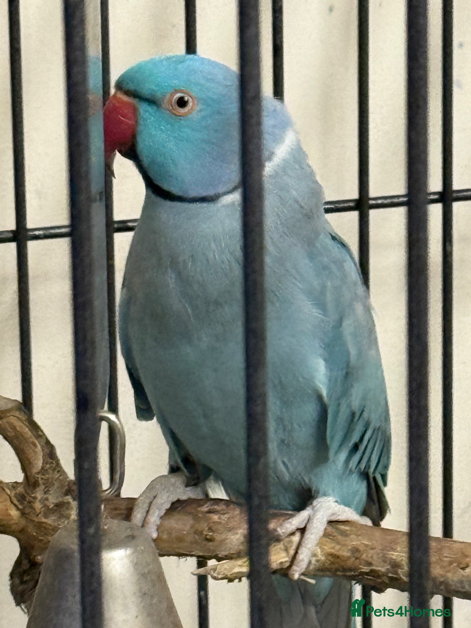 Ringnecks birds  for sale pair£400 No cage only birds for sale - Advert 21