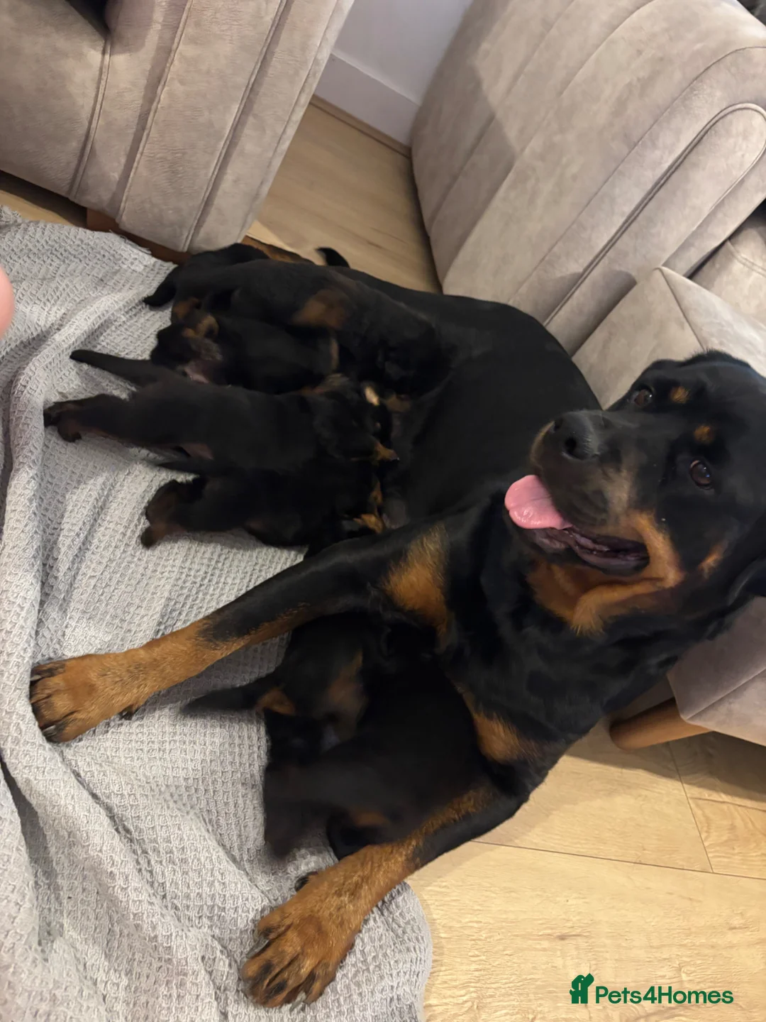 Rottweiler dogs for sale: Beautiful chunky Rottweiler puppies  - Advert 8