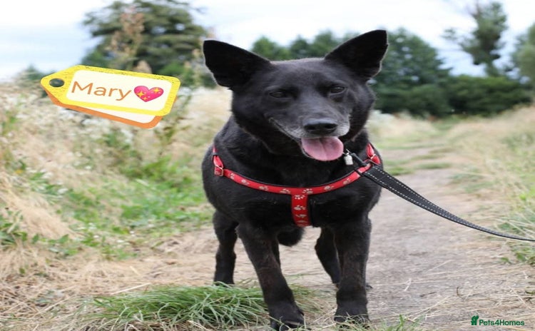 Mixed Breed dogs 💖🐶 MARY 🐶💖 - Advert 1