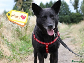 Mixed Breed dogs 💖🐶 MARY 🐶💖 - Advert 1