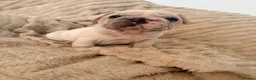 French Bulldog dogs for sale: Pink french bulldog - Advert 8
