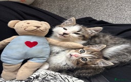 Mixed Breed cats for sale: Mixed Kittens - Image 5