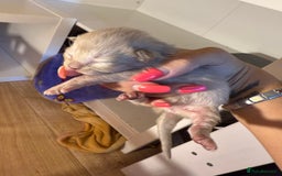 Ragdoll cats for sale: Ragdoll x British blue ONE MALE - Image 9