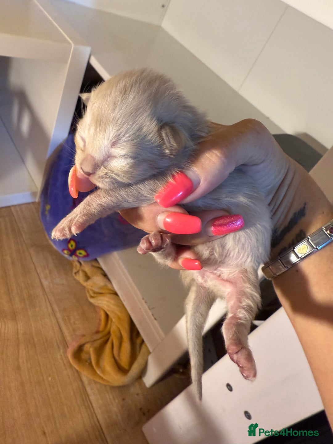 Ragdoll cats for sale: Ragdoll x British blue ONE MALE - Image 9