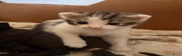 British Shorthair cats for sale: Five gorgeous soft kittens  - Advert 27