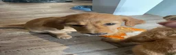 Golden Retriever dogs for sale: Beautiful family raised fox red golden retriever.  - Advert 10