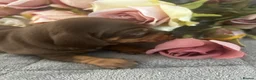 Miniature Dachshund dogs for sale: Beautiful well socialised Miniature Dachshunds in Tamworth - Advert 17