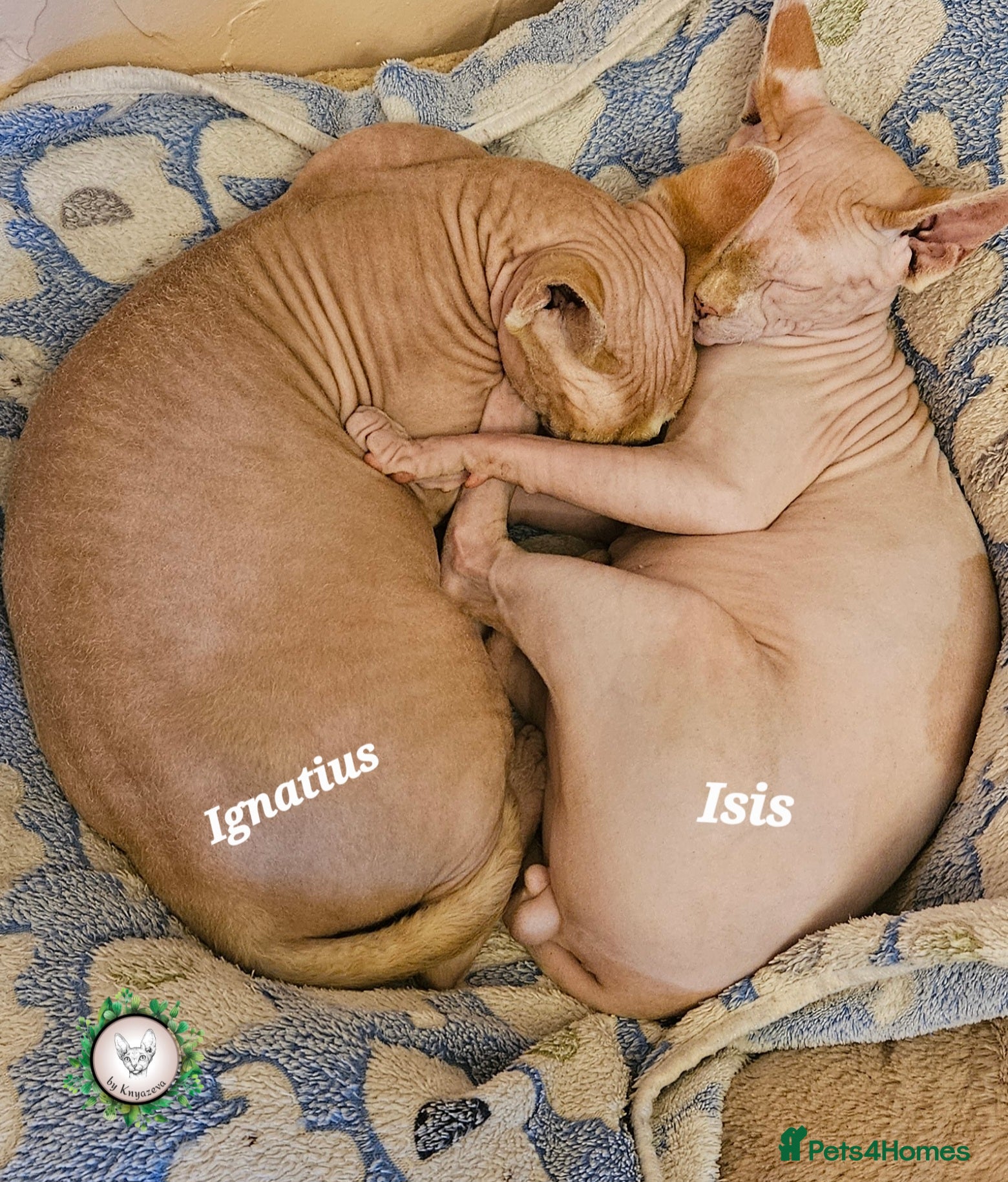 Sphynx cats Adorable Canadian Sphynx Champion father line.  - Advert 1