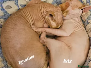 Sphynx cats Adorable Canadian Sphynx Champion father line. - Advert 1