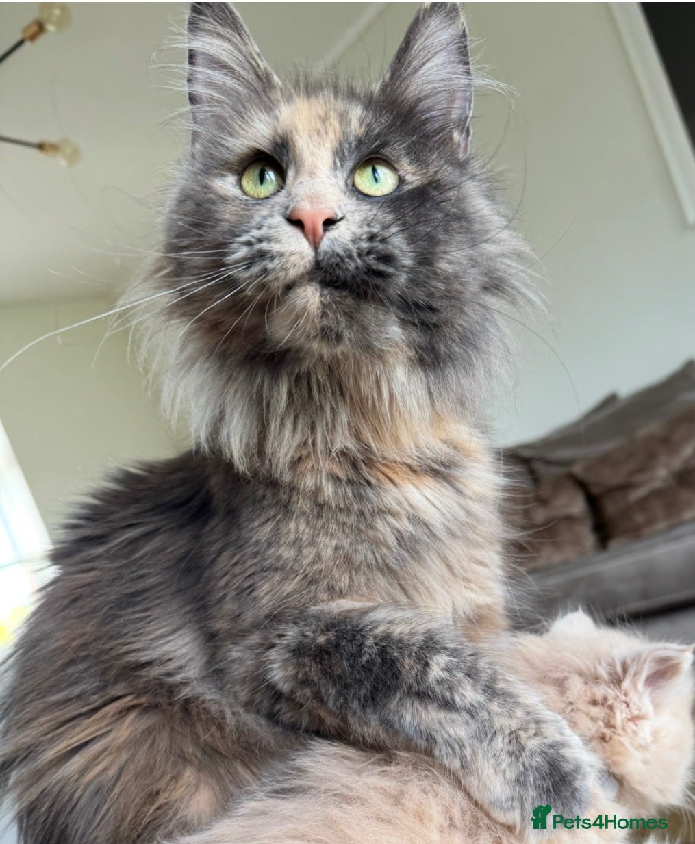 Maine Coon cats Affectionate TICA reg retired queen - Advert 2