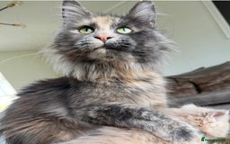Maine Coon cats for sale: Maine coon 16 months old  - Advert 9