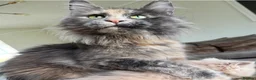 Maine Coon cats for sale: Affectionate TICA reg retired queen - Advert 9