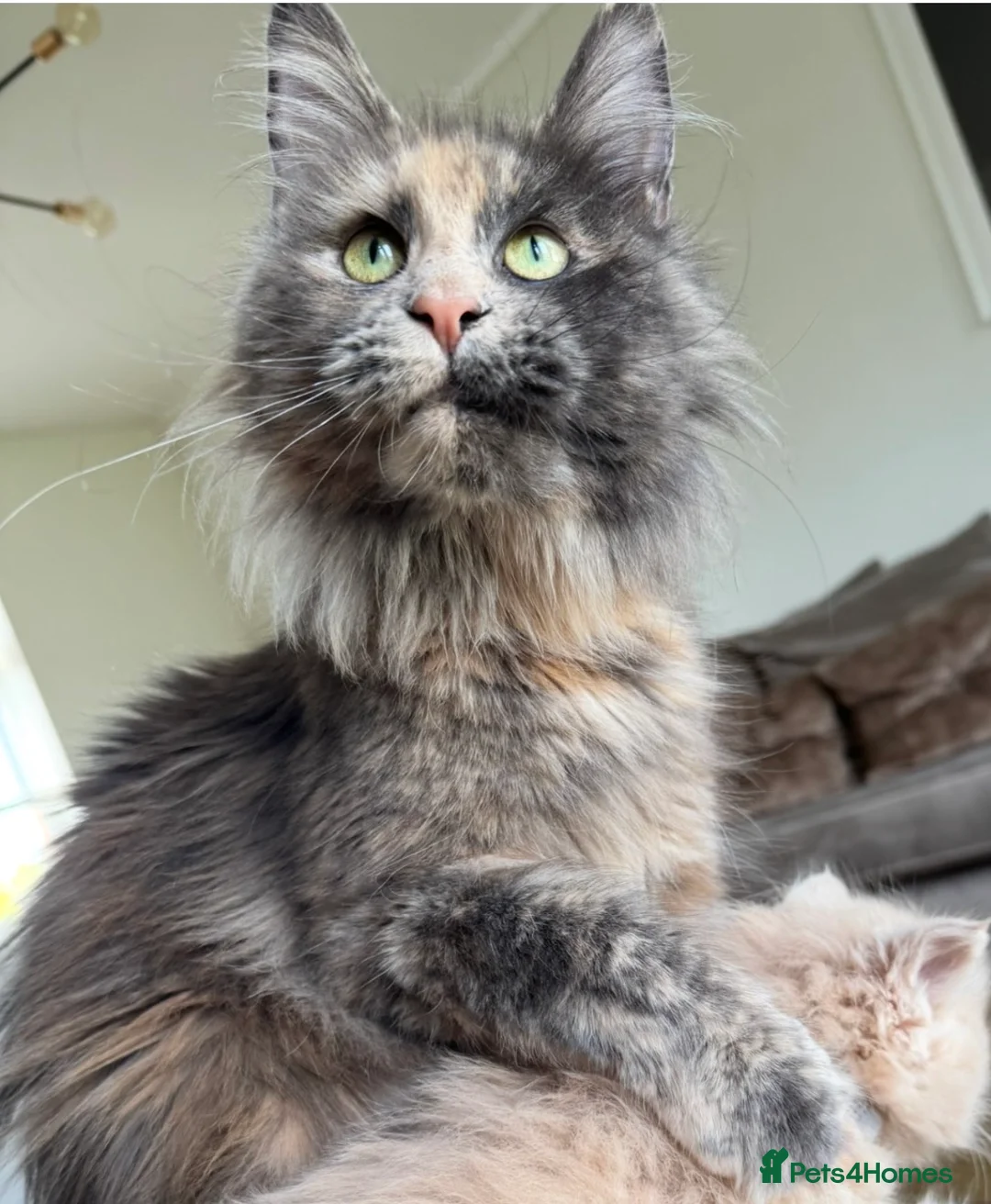 Maine Coon cats for sale: Affectionate TICA reg retired queen - Advert 9