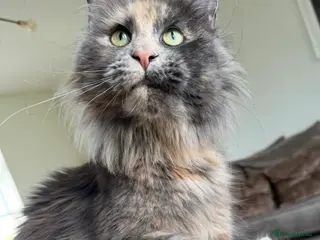 Maine Coon cats Affectionate TICA reg retired queen - Advert 2