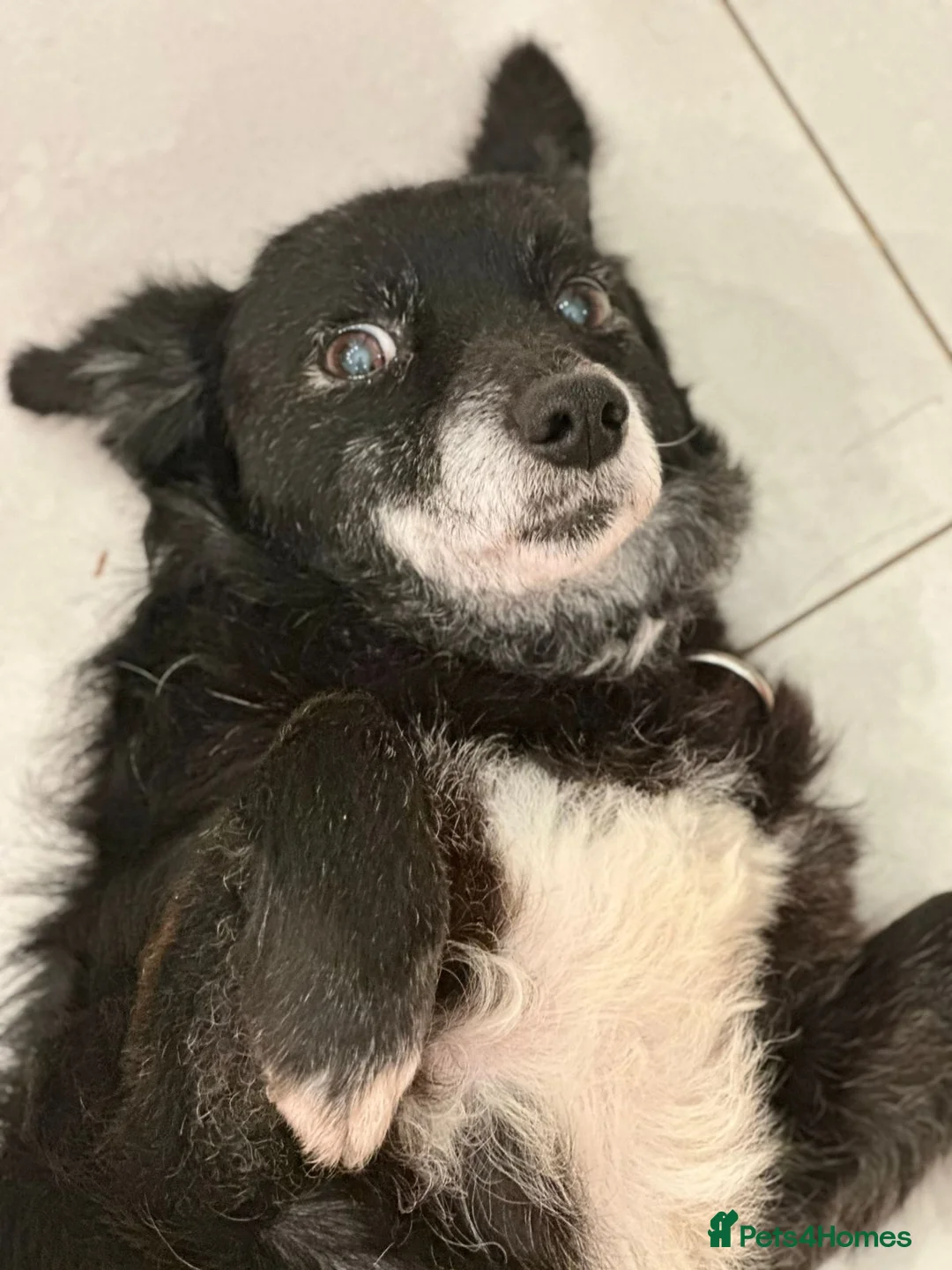 Mixed Breed dogs for adoption: ❤️🐶 FUZZY– 10 yo  gentle little soul 🐶❤️ - Advert 4