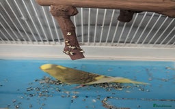 Budgerigars birds for sale: Male and female budgies  - Image 3