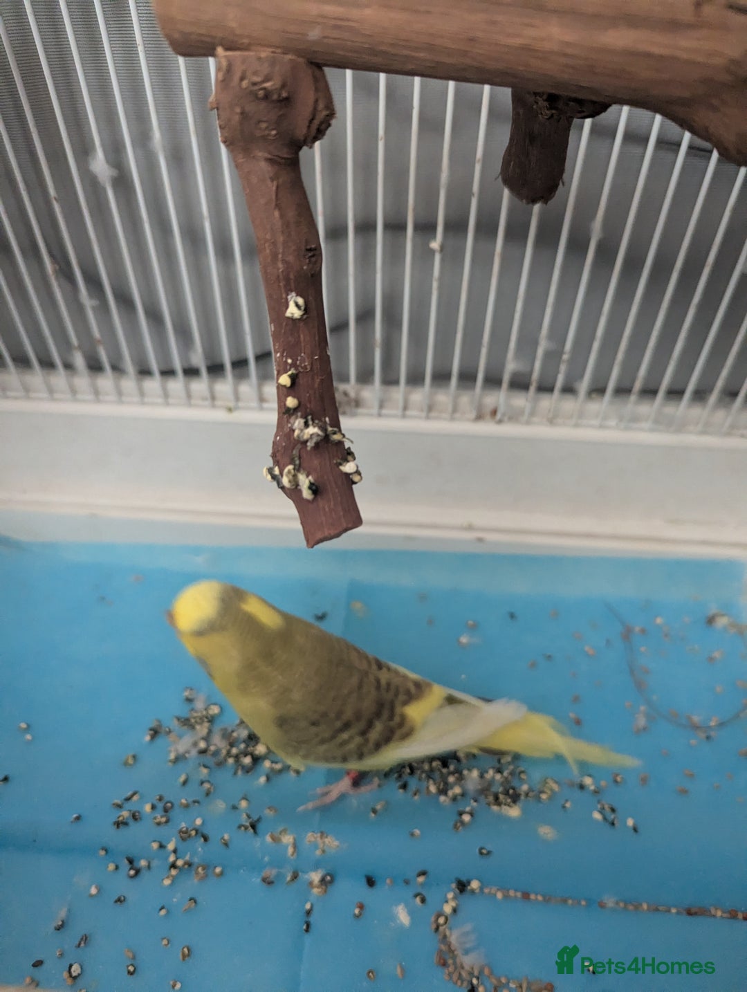 Budgerigars birds for sale: Male and female budgies  - Image 3