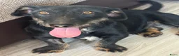 Mixed Breed dogs for adoption: Lovely little Jonny needs a new home - Advert 21