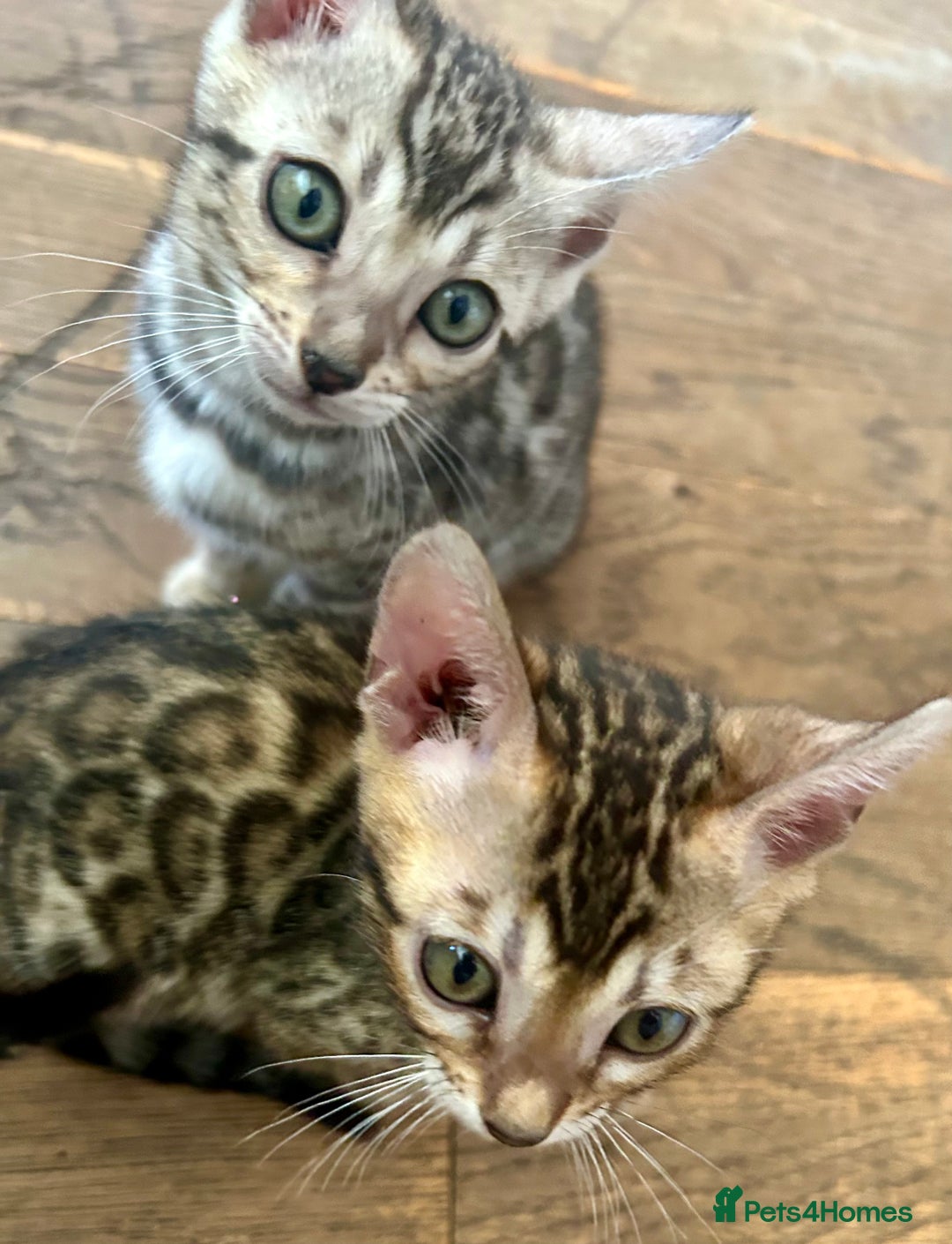 Bengal cats for sale: 5 Stunning Bengal girls ready for their new homes - Image 13