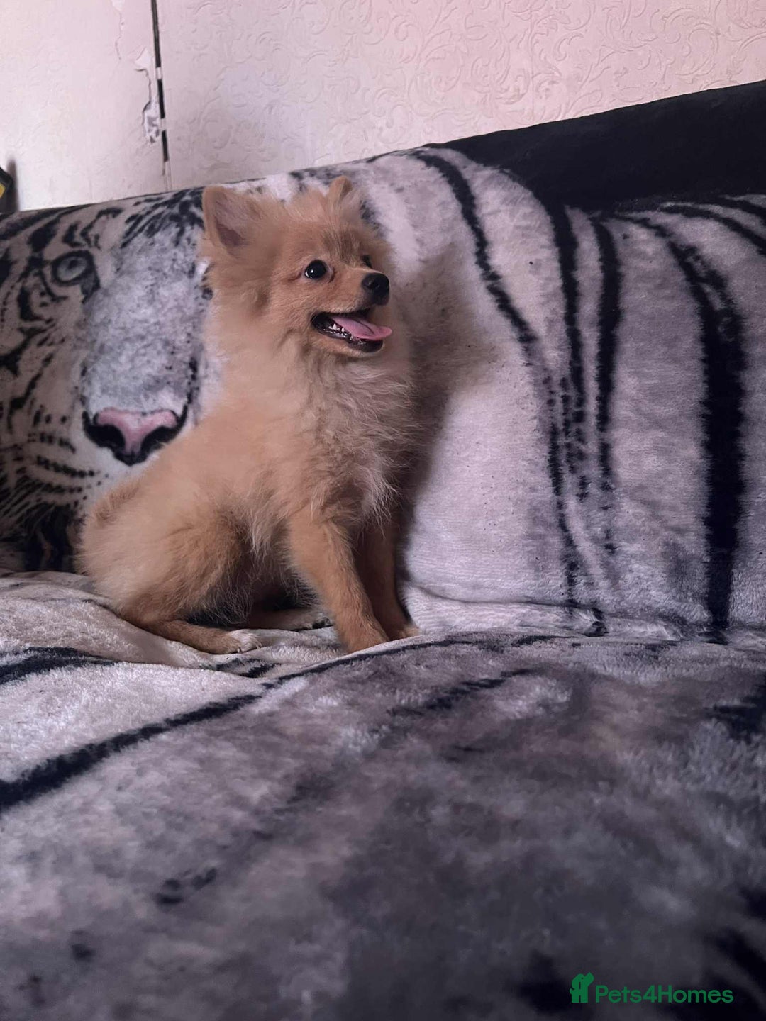 Pomeranian dogs for sale: 4 beautiful Pomeranian's looking for forever home  - Image 12