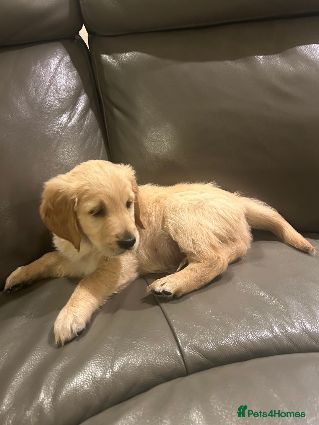 Golden Retriever dogs for sale: Gorgeous golden retriever puppies for sale - Image 10