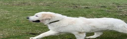 Golden Retriever dogs for sale: KC reg fully health tested 1 year old male  - Advert 11