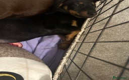 Dachshund dogs for sale: 1 handsome Dachshund Boy left - Advert 7