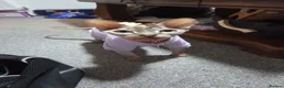 Sphynx cats for sale: Young Female Sphynx  - Advert 1