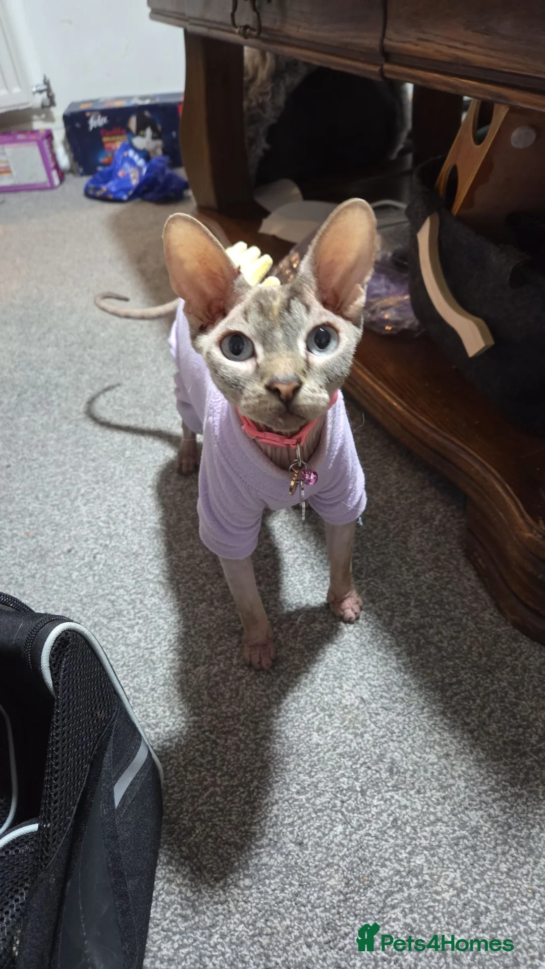 Sphynx cats for sale: Young Female Sphynx  - Advert 1