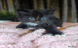 Mixed Breed cats for sale: Grey/black kittens  - Image 9