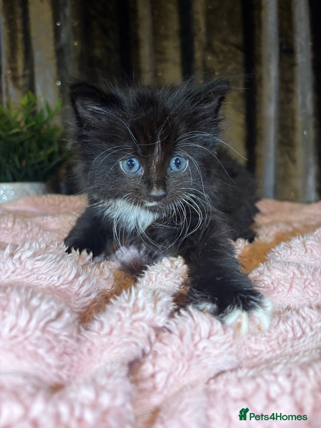 Mixed Breed cats for sale: Grey/black kittens  - Image 9