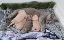 British Shorthair cats for sale: British Shorthair Lilac and Blue colour  - Image 8