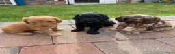 Cockapoo dogs for sale: Cockapoo puppies  - Advert 12